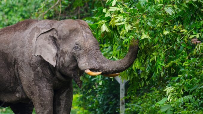 wild-elephants-thailand-khao-yai-national-park-thailand_33755-2803-3945015177