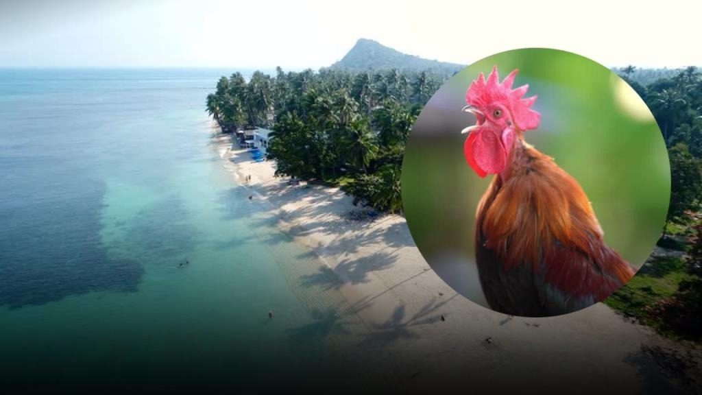 Koh Samui: Expat Files Complaint Against the Incessant Crowing of Maenam Fighting Cocks