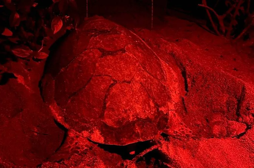Koh Samui: Hawksbill Turtle Lays Fifth Nest on Island Beach, Hope for Endangered Species