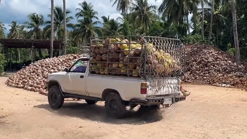 Koh Samui: Coconut Producers Face Price Collapse