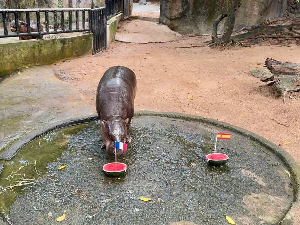 Moo Deng avec Mbappé et Dembélé sur une plage thaïlandaise