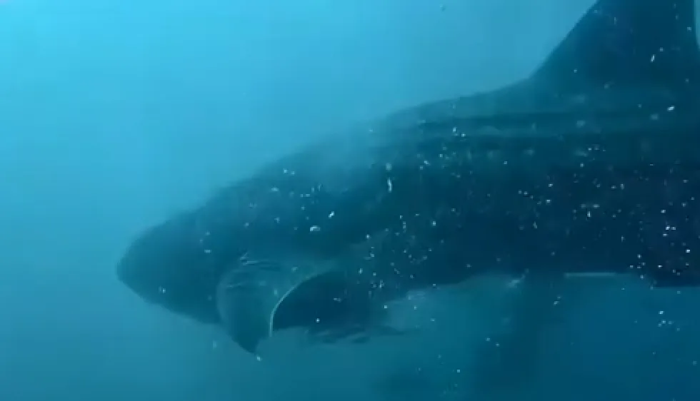 Koh Tao: Two Whale Sharks Spotted on the Same Day at Peak Season