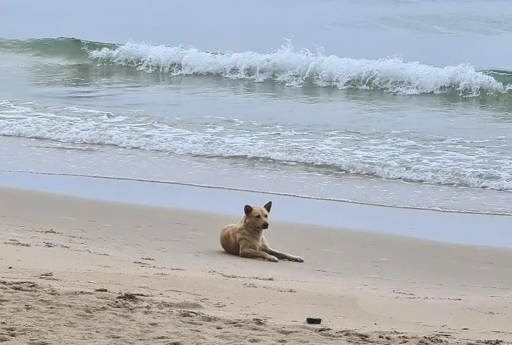 Koh Phangan: Who is poisoning the dogs on Ban Tai beach?