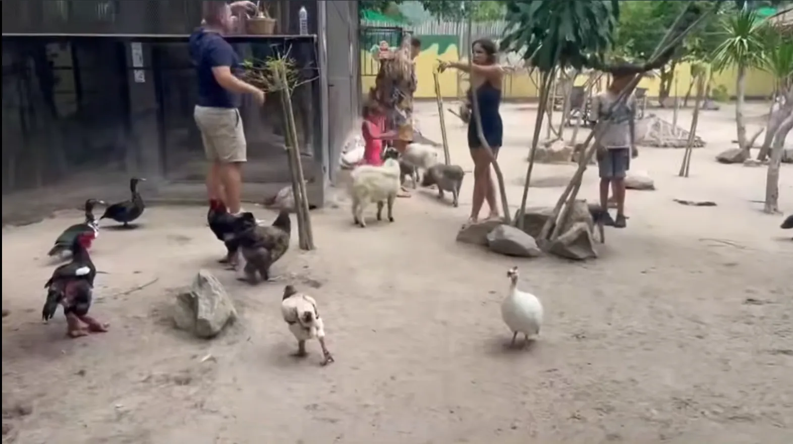 Koh Samui: Police and Interior Ministry Stand by Zoo Owners Facing Threats